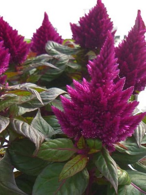 CELOSIA Kelos Fire Purple